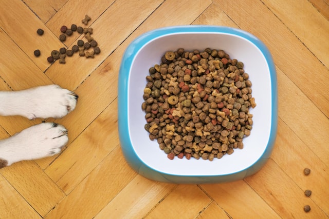 Best dog food for skin allergies including limited ingredient and novel protein options