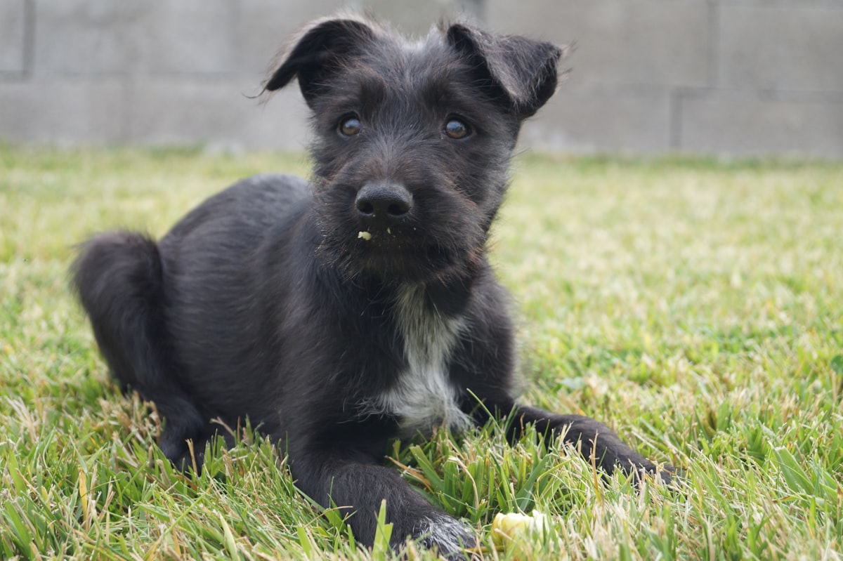 Small dog sniffing an apple slice on grass