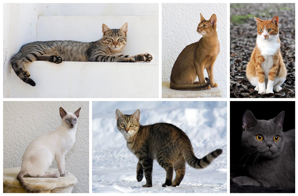 Alert cat posture during cat asthma vs hairball episode monitoring