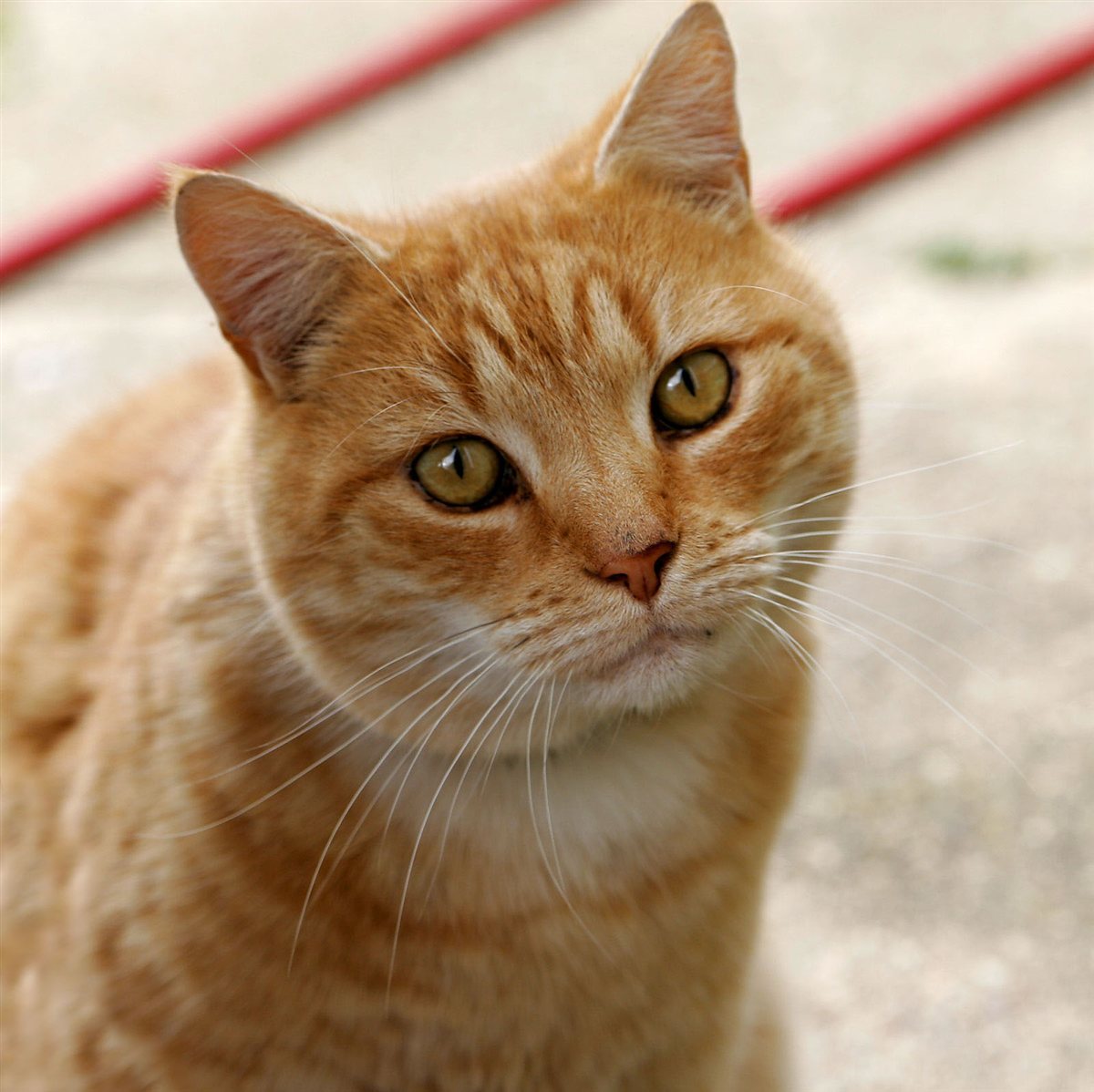 Resting cat in home environment for cat asthma trigger control and breathing trend tracking