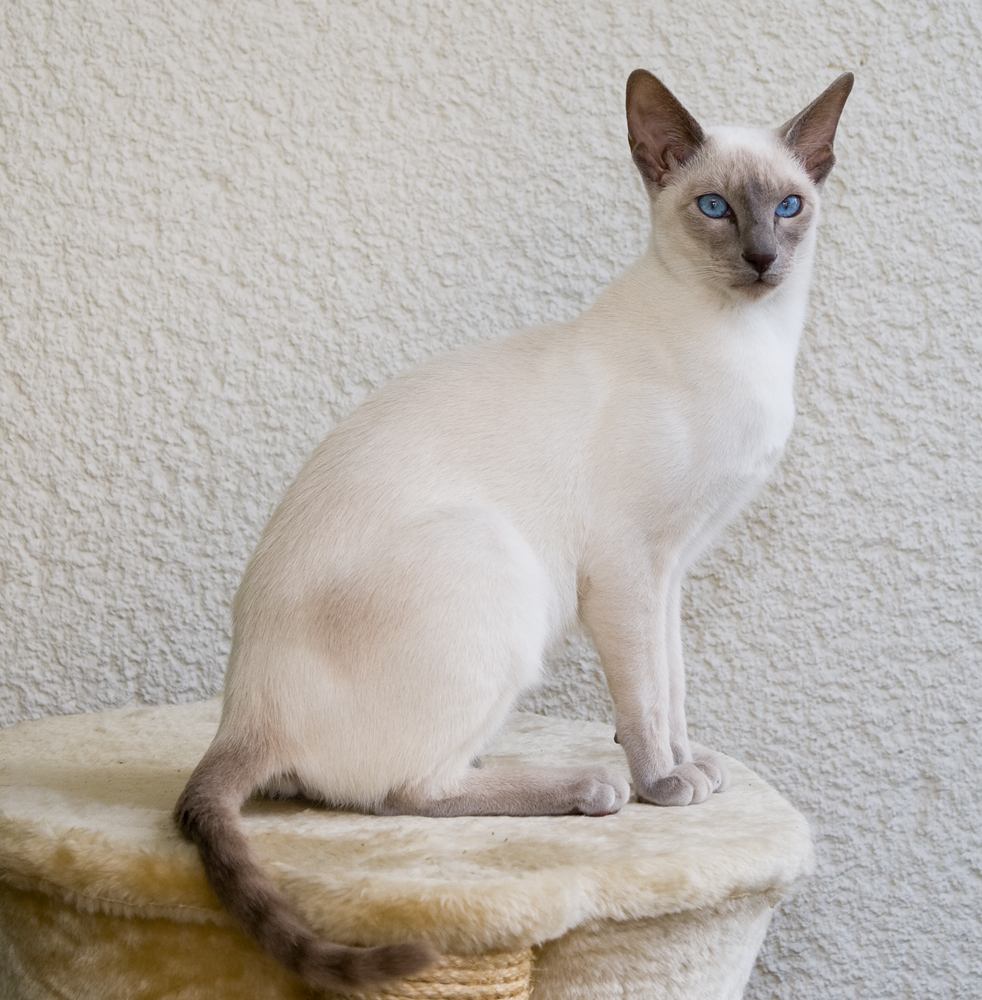 Side profile cat image for identifying neck extension during feline asthma symptoms