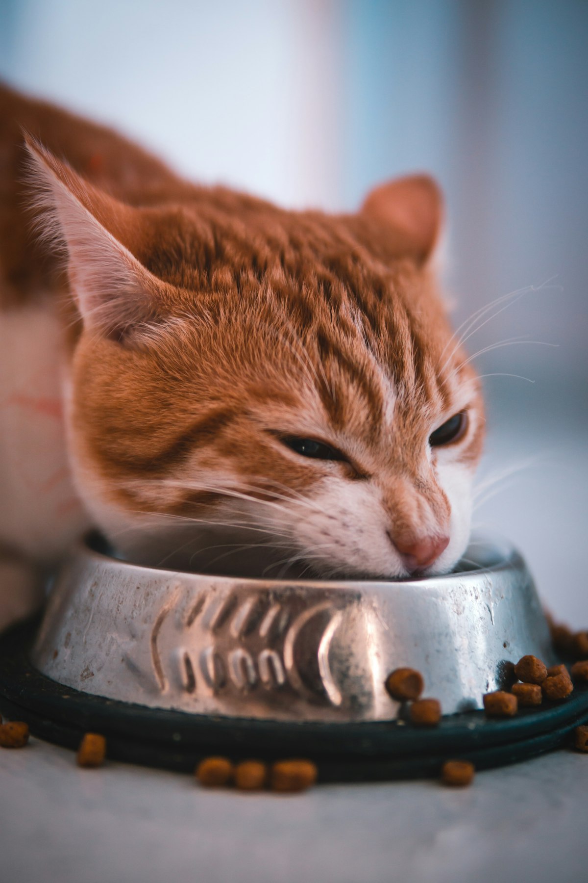 Cat eating during cat diarrhea after food change monitoring