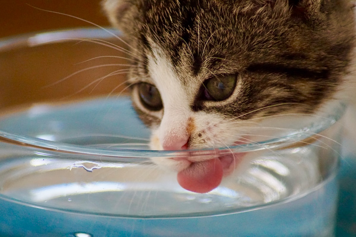 Cat drinking water during cat diarrhea dehydration monitoring
