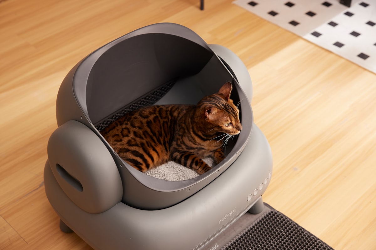 Cat using a litter box while owner evaluates cat diarrhea when to worry