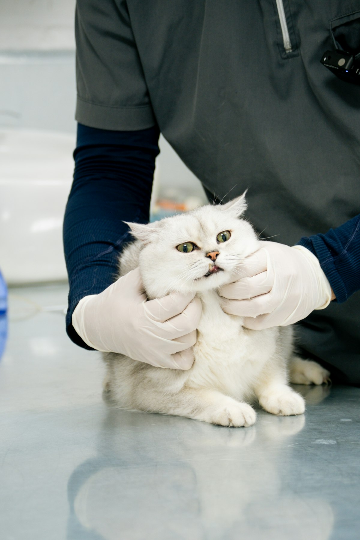White cat at a veterinary exam for cat diarrhea red flags and stool sample testing