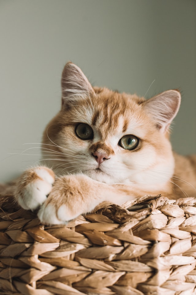 Cat food portions measured for proper daily feeding schedule