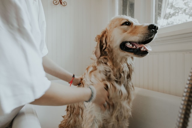 Professional dog grooming service with pricing for bath and haircut