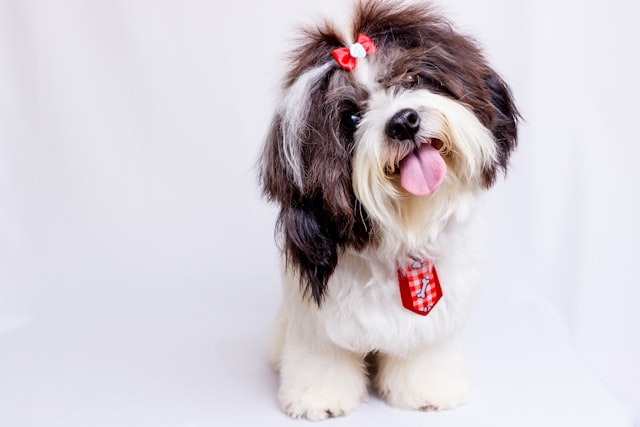 Dog grooming salon prices for professional grooming services