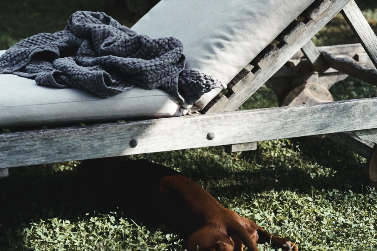 Dog taking a shade break as part of dog heat safety prevention