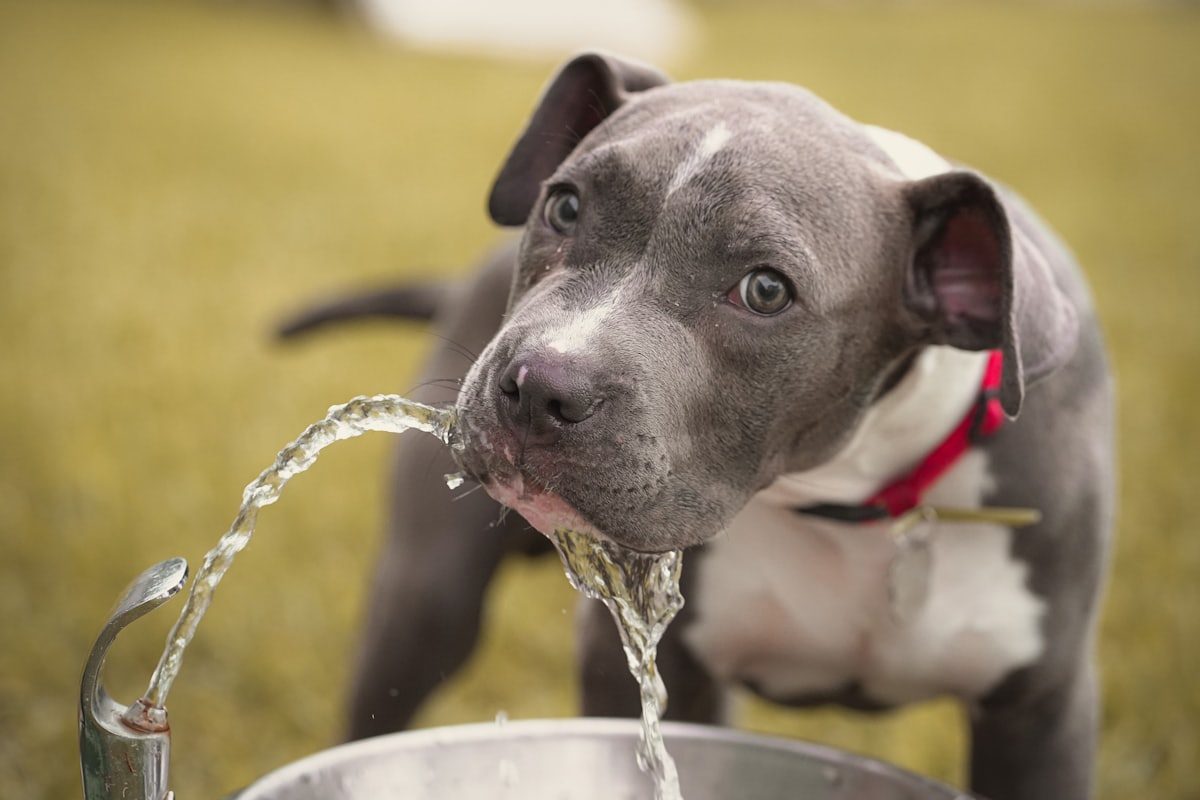 Dog drinking water during dog heatstroke first aid and cooling support