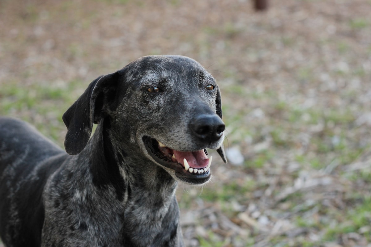 Panting dog showing early dog heat stroke symptoms during warm weather