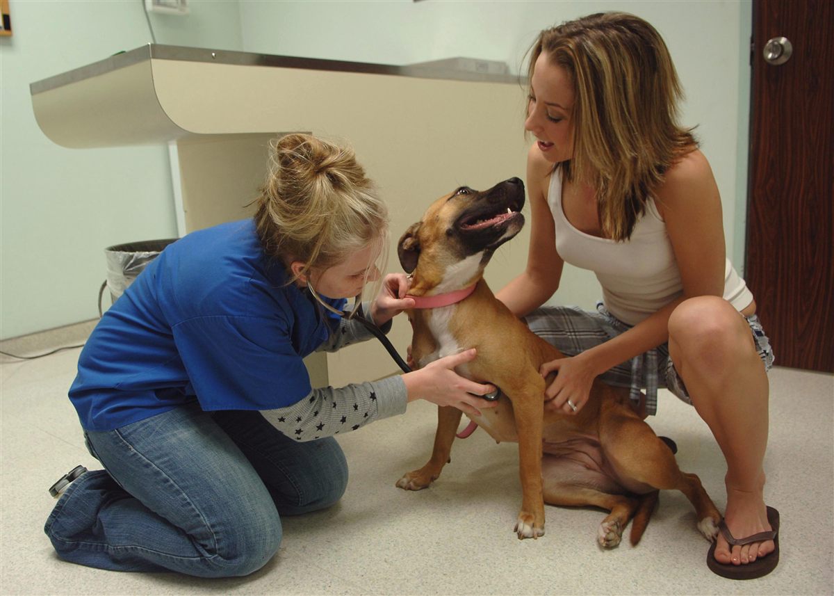 Dog with neck extended during a honking cough versus reverse sneezing episode