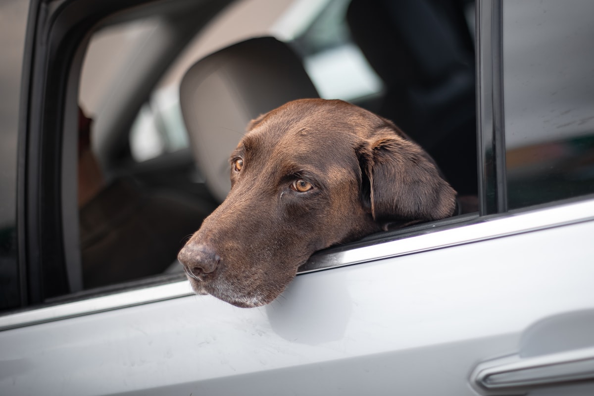 Dog in a car window showing hot car dog heatstroke risk during travel