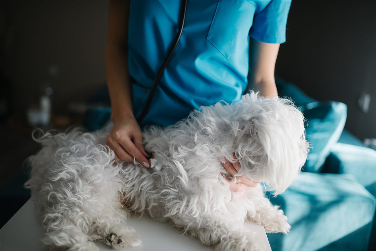 Veterinarian listening to a dog with a possible kennel cough honking pattern