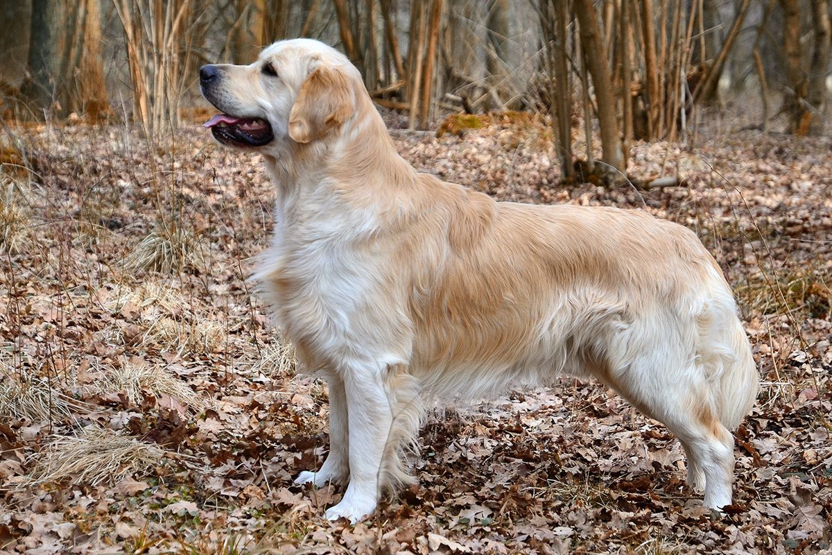 Owner tracking reverse sneezing and cough episodes in a dog health log