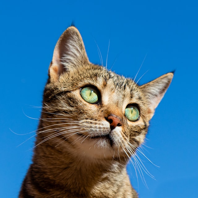 Cat eating measured portion of wet food from a bowl for proper daily feeding