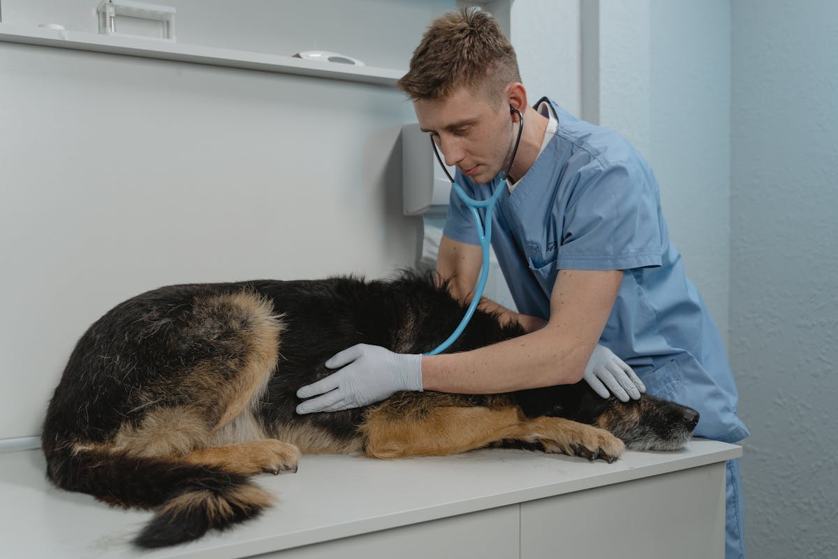 Senior dog at a veterinary visit while owner reviews pet insurance age limits