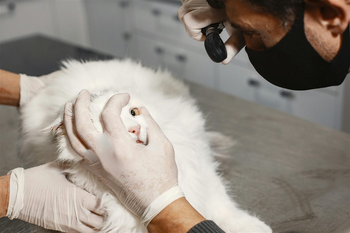 Veterinarian eye exam showing annual vs per-condition pet insurance planning for cat claims