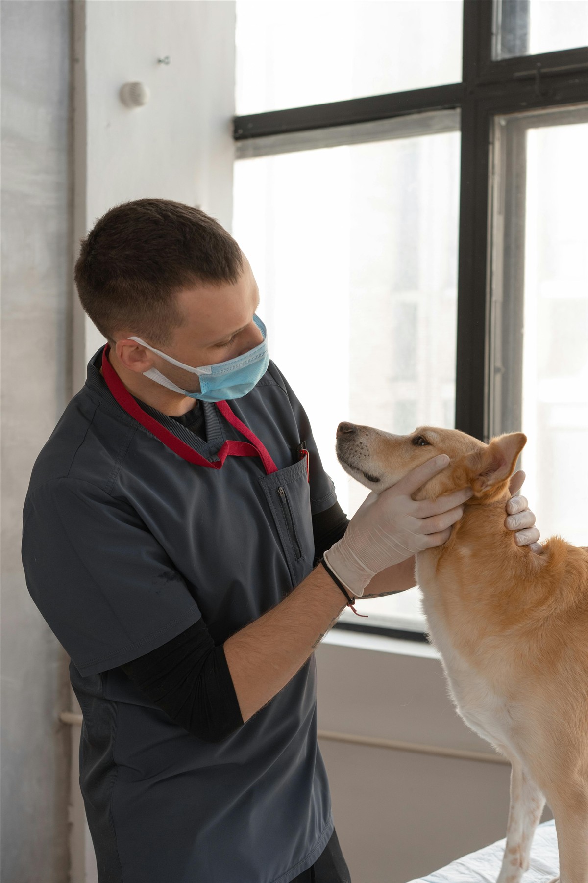 Dog exam illustrating per-condition deductible pet insurance risk during multi-claim years