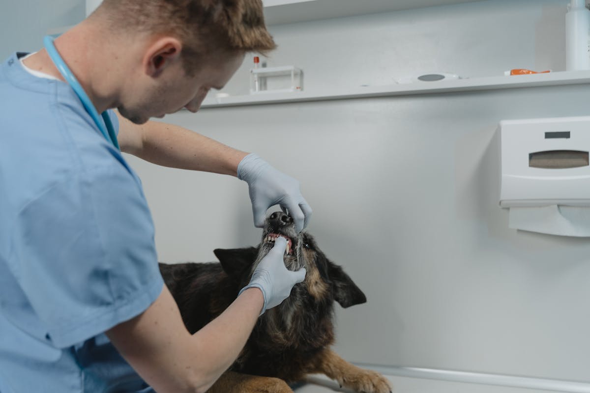 Veterinarian performing a dental exam while owner reviews pet insurance premium increase options